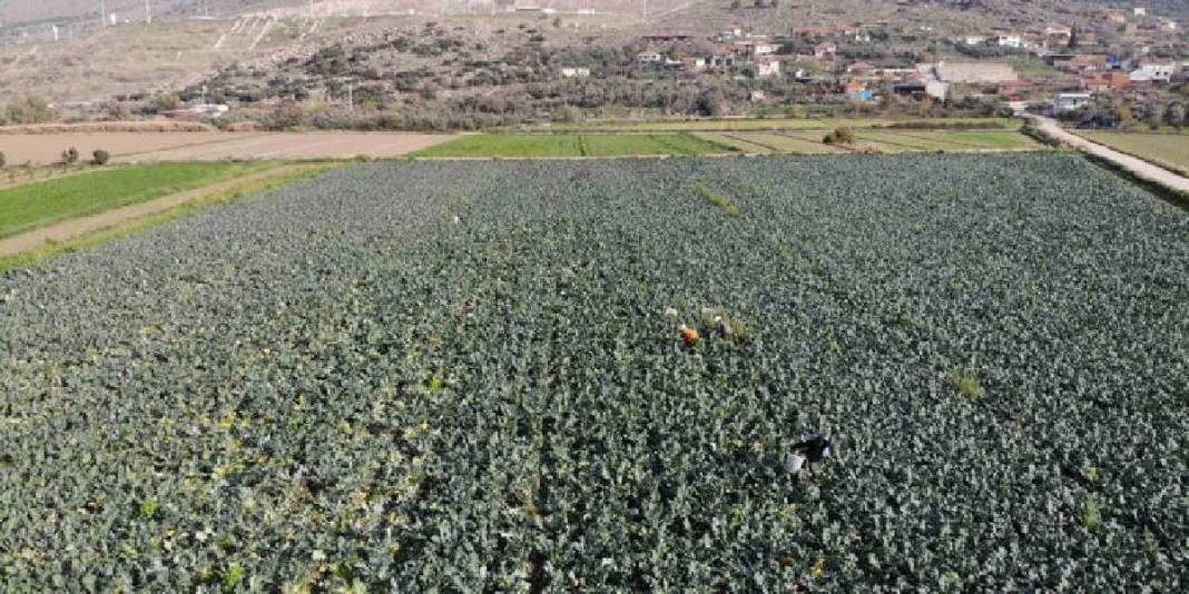 Kış ayının ‘Yeşil Altını’! Türkiye’nin ihtiyacının %50’si buradan sağlanıyor: Çiftçi fiyatlar karşısında eziliyor 5
